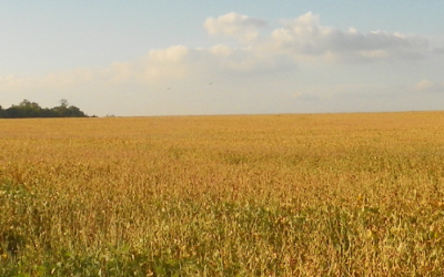 Software sob medida para cada agronegócio